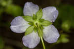 Largeflower baby blue eyes